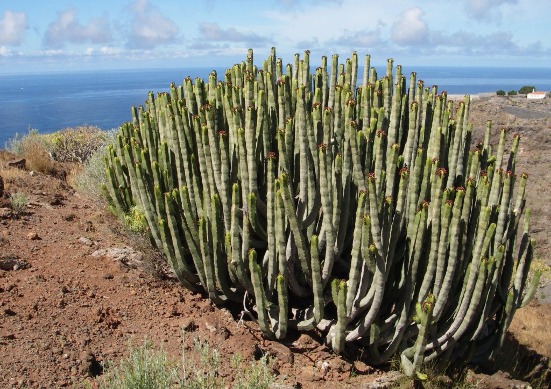 Este cactus típico de Tenerife es la fuente de inspiracion para crear el símbolo en el restyling de marca para las tiendas de calzado Pecas
